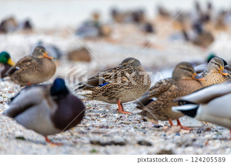 Wild ducks resting on the rock in lake Balaton of Hungary 124205589