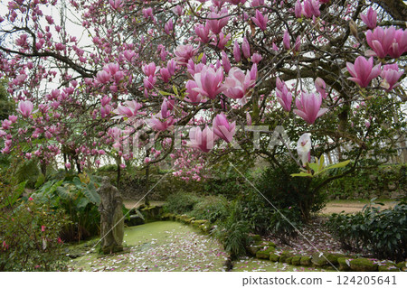 Large magnolia tree in bloom on a sunny spring day in a garden in Vigo, Spain. Spring blossom concept, background for banner. 124205641