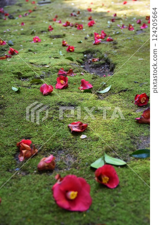 Fallen camellias in the Kasayama forest, Yamaguchi 124205664