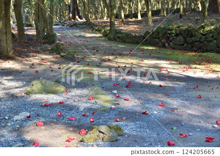 Fallen camellias in the Kasayama forest, Yamaguchi Fallen camellias in the Kasayama forest, Yamaguchi 124205665