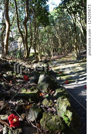 山口縣笠山森林中落下的山茶花 山口縣笠山森林中落下的山茶花 124205673