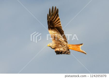 Portrait of a red kite in flight against blue sky 124205870
