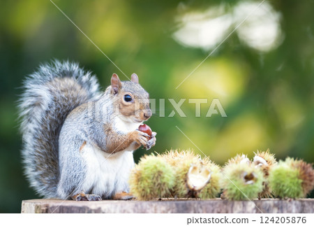 Grey squirrel eating sweet chestnut fruit in autumn Grey squirrel eating sweet chestnut fruit in autumn 124205876