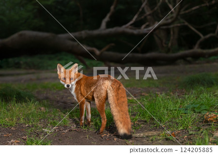 Portrait of a cute red fox standing in a forest at night 124205885