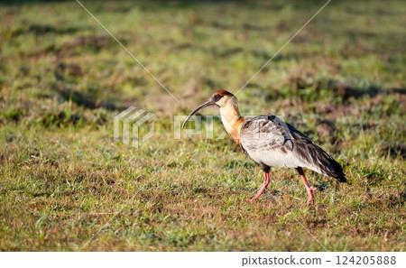 Buff-necked ibis walking on grass, Pantanal, Brazil 124205888