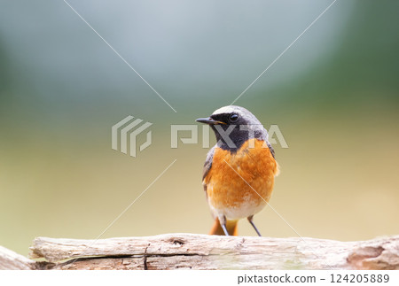 Portrait of a common redstart perched on a tree branch in a meadow 124205889
