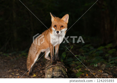 Portrait of a cute red fox standing on a tree in a forest at night 124205893