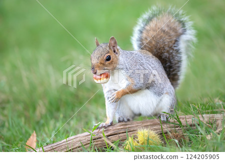 Grey squirrel eating sweet chestnut fruit in autumn 124205905