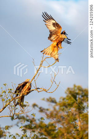 Red kite perched in a tree against blue sky 124205906