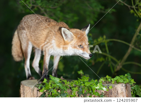 Portrait of a cute red fox standing on a tree stump in a forest at night Portrait of a cute red fox standing on a tree stump in a forest at night 124205907