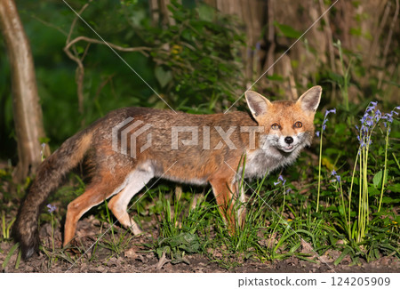 Portrait of a cute red fox amongst bluebells in spring Portrait of a cute red fox amongst bluebells in spring 124205909