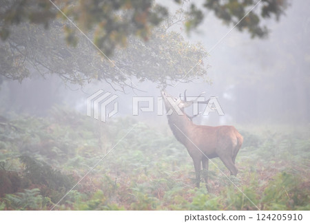 Red deer stag eating tree leaves in the mist in autumn 124205910