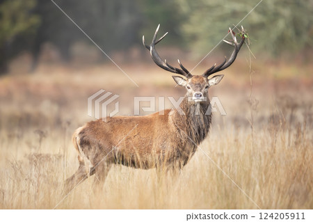 Red deer stag standing in a meadow during the rut in autumn 124205911