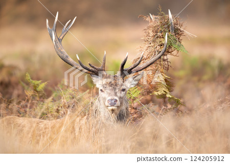 Portrait of a red deer stag with bracken on antlers during the rut in autumn 124205912