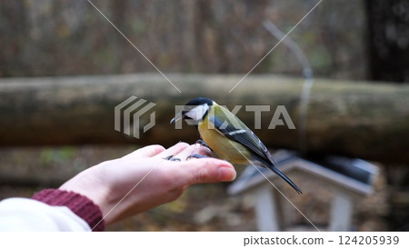 Woman feeding cute tit bird to sunflower seeds in forest. Small titmouse eating meal from arm of young girl outdoor. Beautiful tomtit pecking food from a female hand at autumn. Close up Slow motion 124205939