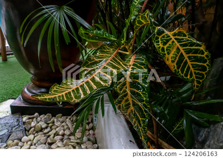 A close-up picture of an amazingly beautiful garden croton, Croton variegatum in a tropical jungle 124206163
