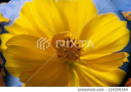A super macro photo of a yellow Cosmos sulphureus from Luzon, Philippines. Close-up of stamen 124206164