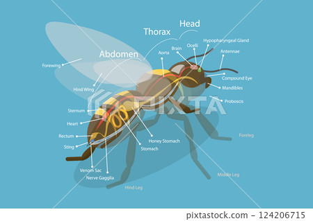 3D Isometric Flat Vector Illustration of Anatomy Of Bee, Educational Diagram 124206715
