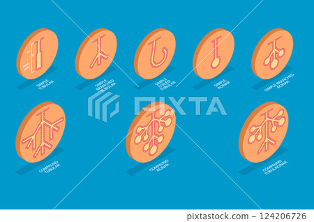 3D Isometric Flat Vector Illustration of Exocrine glands structure, Educational Diagram 3D Isometric Flat Vector Illustration of Exocrine glands structure, Educational Diagram 124206726