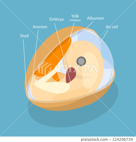 3D Isometric Flat Vector Illustration of Anatomy of Egg Embryo, Educational Schema 3D Isometric Flat Vector Illustration of Anatomy of Egg Embryo, Educational Schema 124206739