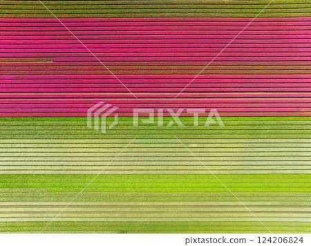 Tulips as a background. Field with rows. Aerial view from the drone. 124206824