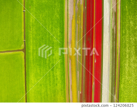 Tulips as a background. Field with rows. Aerial view from the drone. 124206825