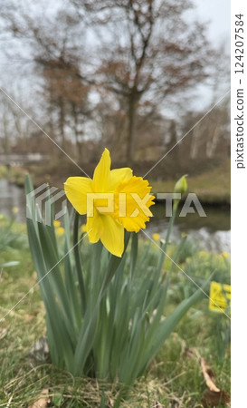 Bright Yellow Daffodil in a Serene Outdoor Spring Landscape 124207584