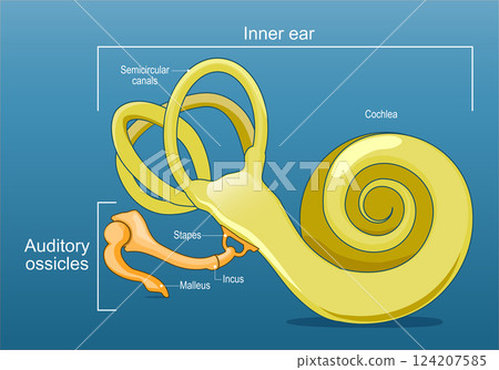Ear anatomy. Inner ear and Auditory ossicles. Cochlea 124207585