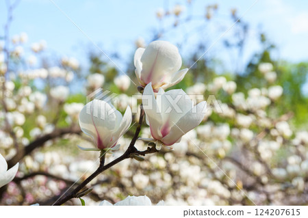 Blooming tree branch with white Magnolia soulangeana flower close up, macro in garden, outdoors 124207615
