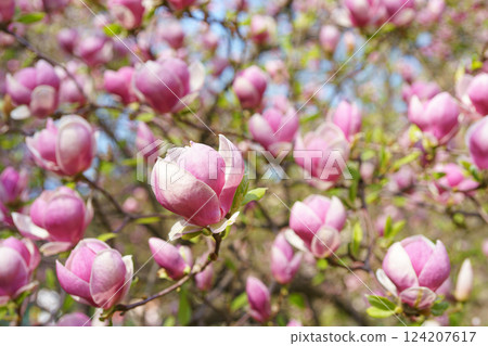 Blooming tree branch with pink Magnolia soulangeana flowers outdoors in garden 124207617