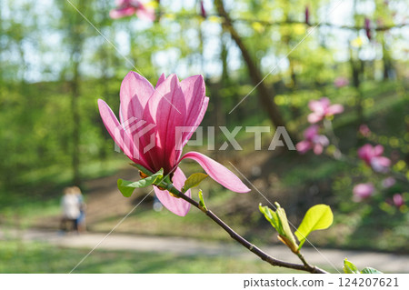 Blooming tree branch with pink Magnolia soulangeana Galaxy flower close up in garden outdoors Blooming tree branch with pink Magnolia soulangeana Galaxy flower close up in garden outdoors 124207621