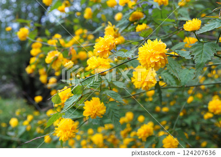 Bush of Kerria japonica Pleniflora or Japanese rose blooming with yellow flowers outdoor in garden Bush of Kerria japonica Pleniflora or Japanese rose blooming with yellow flowers outdoor in garden 124207636