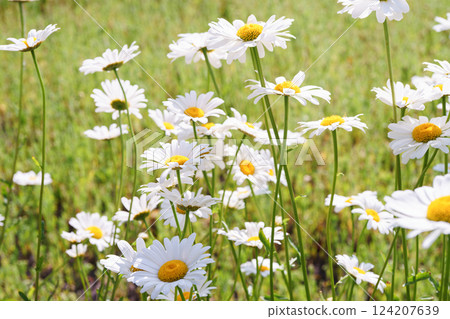 Wild blooming chamomile flowers growing on meadow, lawn, white camomiles, daisy on grass background Wild blooming chamomile flowers growing on meadow, lawn, white camomiles, daisy on grass background 124207639