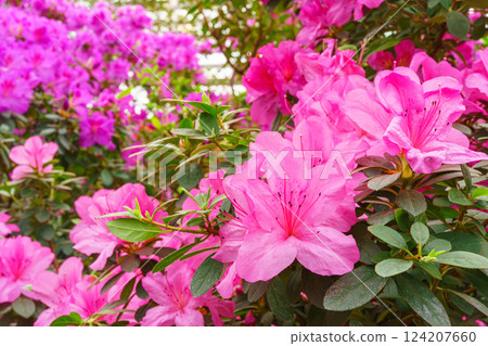 Blooming pink japan Azalea Ericaceae bush, Geisha Purple, rhododendron flower macro, background Blooming pink japan Azalea Ericaceae bush, Geisha Purple, rhododendron flower macro, background 124207660