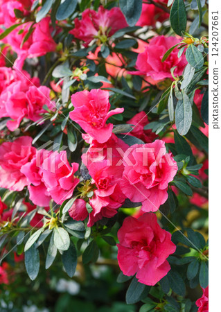 Blooming pink japan Azalea Ericaceae bush, Rosinetta, rhododendron flower background Blooming pink japan Azalea Ericaceae bush, Rosinetta, rhododendron flower background 124207661