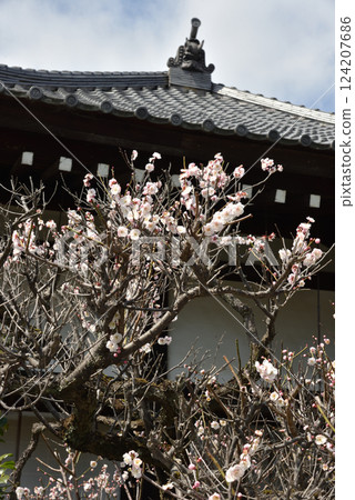 隨心院初春：白梅花（京都市山科區） 124207686