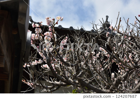 隨心院初春：白梅花（京都市山科區） 124207687