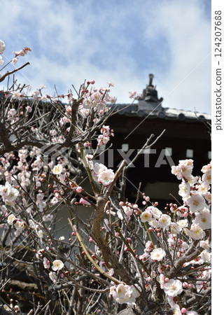 隨心院初春：白梅花（京都市山科區） 124207688