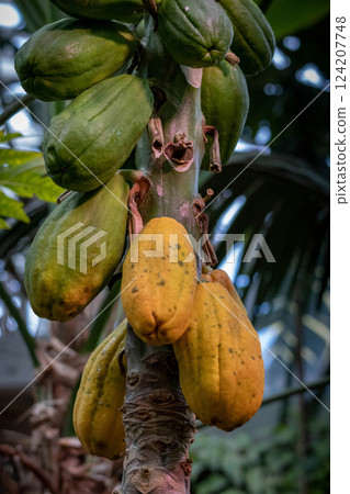 Fresh papaya fruits attached to the papaya tree. Fresh papaya fruits attached to the papaya tree. 124207748