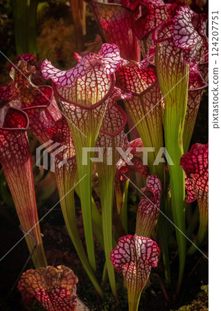 Bizarre almost alien-looking insect and flycatcher plant. 124207751