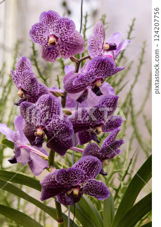 Vandas are fascinating orchids Vandas are fascinating orchids 124207756