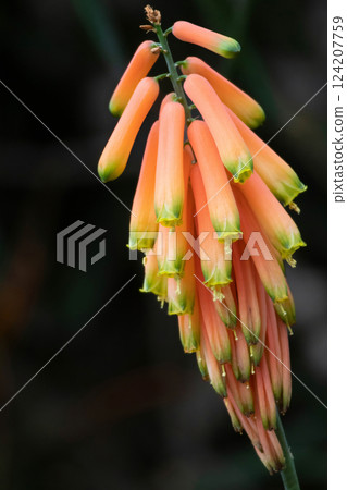 Kumara plicantilis plant Aloe abanico Kumara plicantilis plant Aloe abanico 124207759