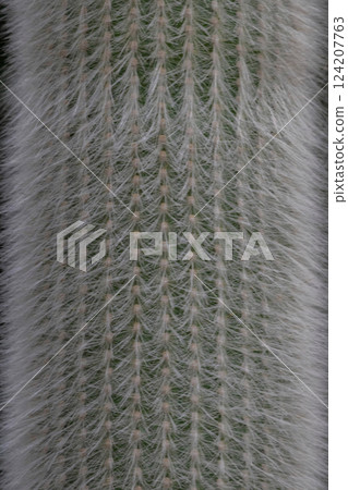 cactus Cephalocereus senilis with long hair 124207763