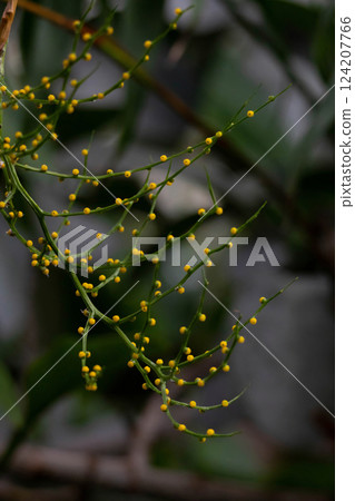 Whisk fern (Psilotum nudum) Dark background Whisk fern (Psilotum nudum) Dark background 124207766