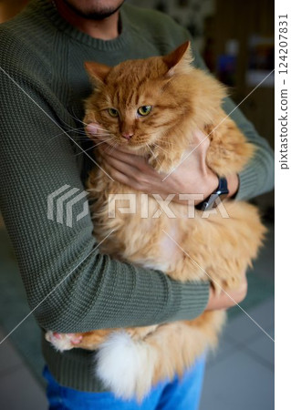 Close-up of a cat face. Portrait of a female kitten. Cat looks curious and alert. Detailed picture of a cats face. Close-up of a cat face. Portrait of a female kitten. Cat looks curious and alert. Detailed picture of a cats face. 124207831