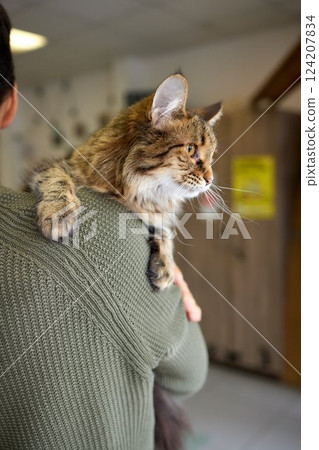 Close-up of a cat face. Portrait of a female kitten. Cat looks curious and alert. Detailed picture of a cats face. Close-up of a cat face. Portrait of a female kitten. Cat looks curious and alert. Detailed picture of a cats face. 124207834