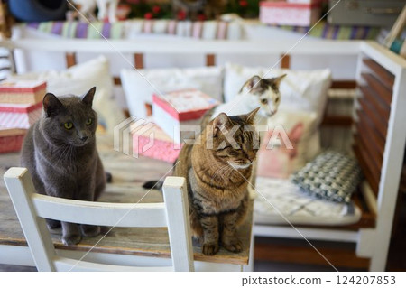 Beautiful cat in living room at home Beautiful cat in living room at home 124207853