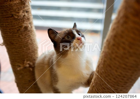 Funny domestic cat climbs up the cat pole. 124207864