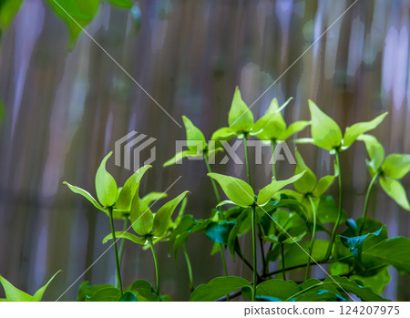 Clematis tibetana on grey BACKGROUND Clematis tibetana on grey BACKGROUND 124207975