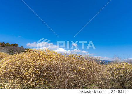 [Mt. Fuji material] Mt. Fuji and Mitsumata flowers as seen from Shiraito Natural Park [Shizuoka Prefecture] 124208101